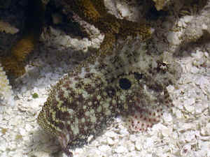 Algae blenny care shops